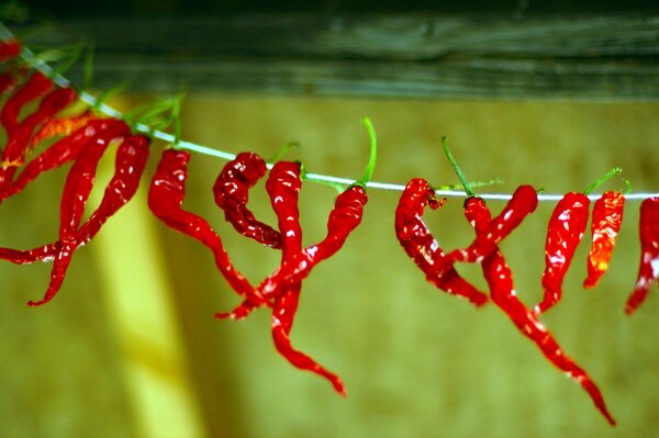 El pimiento rojo picante se seca sobre un fondo verde