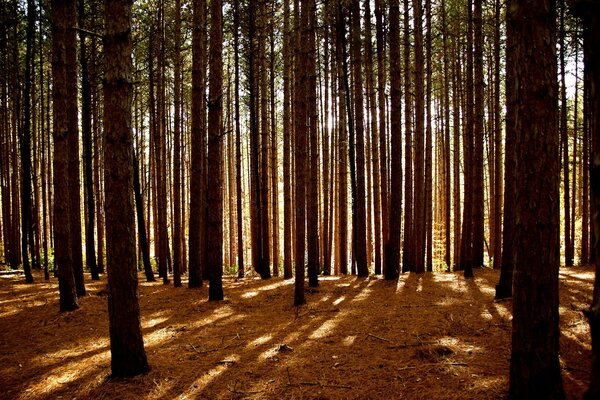 Pinar. La luz atraviesa los árboles