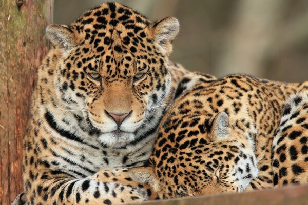 Feliz descanso de gatos salvajes. Dos Jaguares juntos