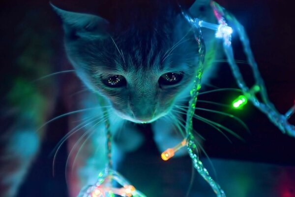 A cat plays with a Christmas garland