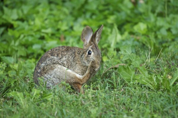 Lièvre au repos dans une clairière verte