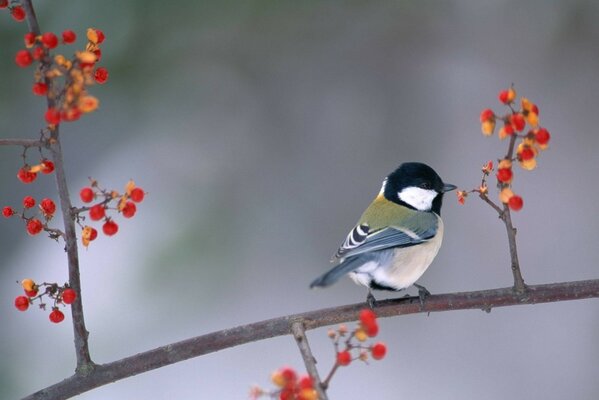 Tit picotea bayas rojas