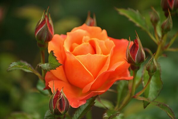 Fotografía macro del capullo de lujo de la reina de las flores - rosa