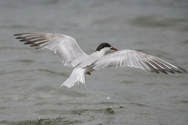 Mouette grise vole au-dessus de l eau