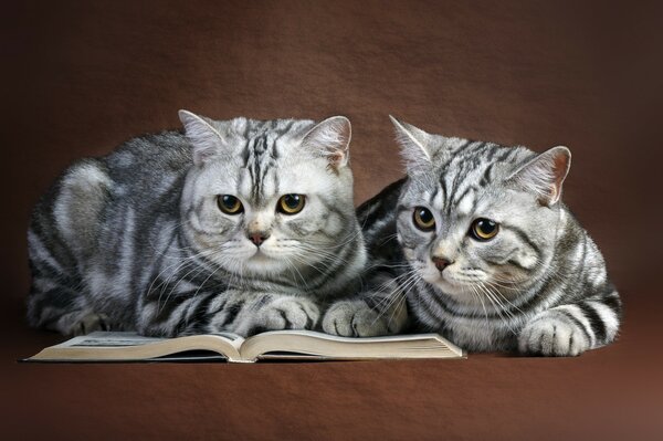 Un couple rayé et un grand livre