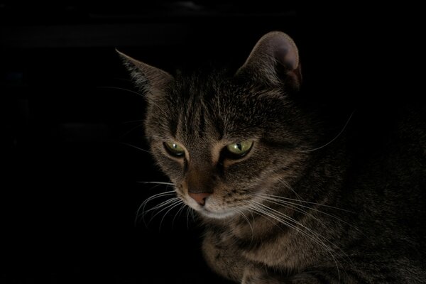 Katze mit ernstem Blick auf schwarzem Hintergrund