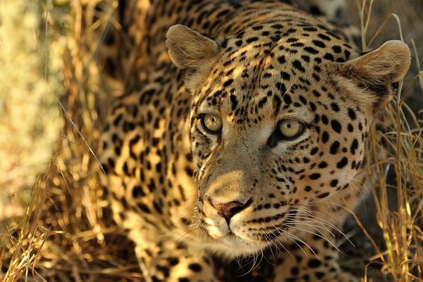 Leopardo pronto per la caccia, congelato