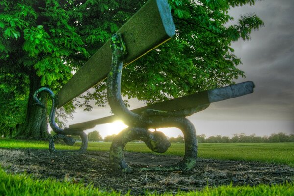 Eine Bank auf dem Rasen am Baum