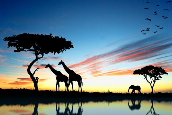 Au coucher du soleil, deux girafes et un éléphant marchent