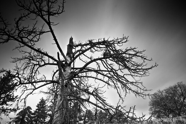 Foto en blanco y negro de un árbol con ramas curvas