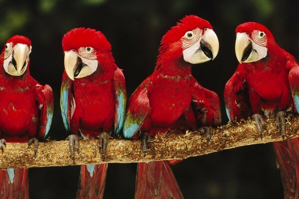 Four red parrots on a branch