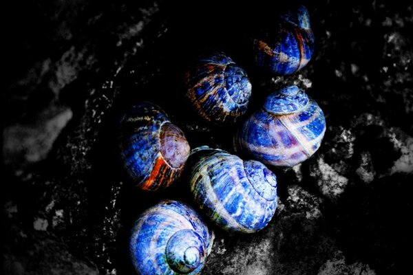 Blue shells on a black stone