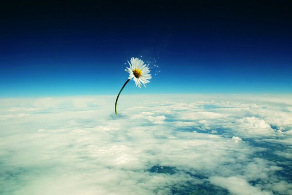 Abstrakte Kamille in der Mitte der kalten Wolken