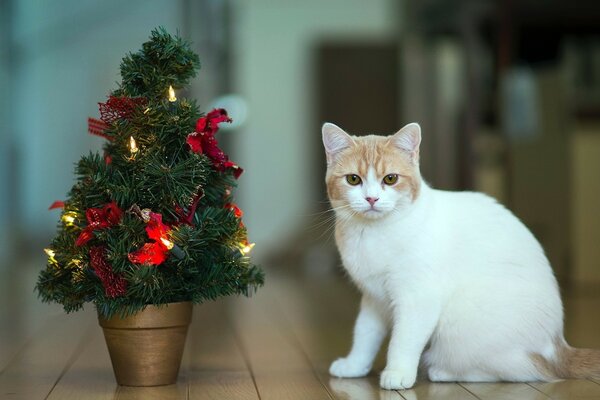 A white cat and a miniature Christmas tree