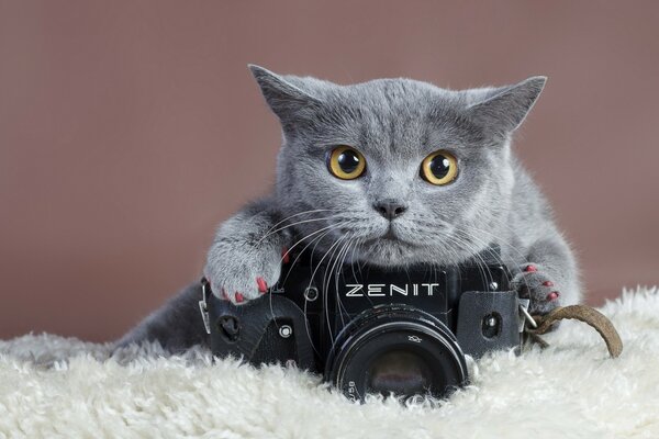 Foto di un gatto con una fotocamera Zenith