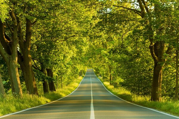 Autostraße im Frühling durch den Wald