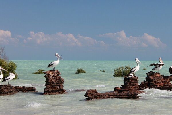 Pelican on the background of the turquoise sea