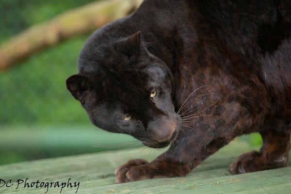 Der Panther hat sich vor dem Sprung auf das Opfer versteckt