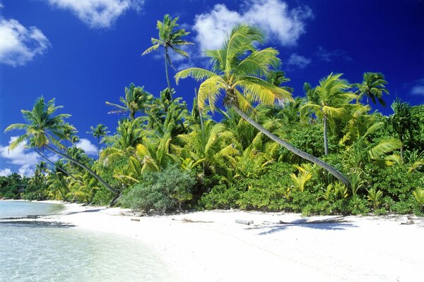 Palm trees in the clouds. Coast in the tropics