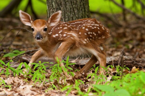 Caught a little fawn in the photo