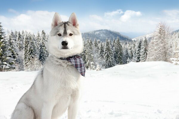 Winterlandschaft Hund im Schal