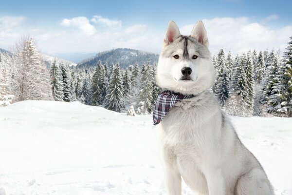 Zabawny husky w chustce na tle zimowego lasu