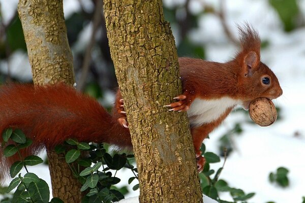 Ardilla roja se sienta en un árbol con una nuez en sus dientes