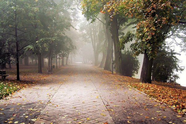 Leichter Nebel auf dem Weg im Herbstwald