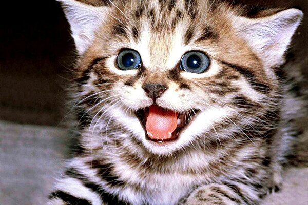 Chaton moelleux souriant joyeusement