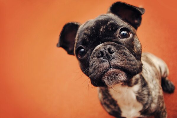 The begging gaze of a French bulldog