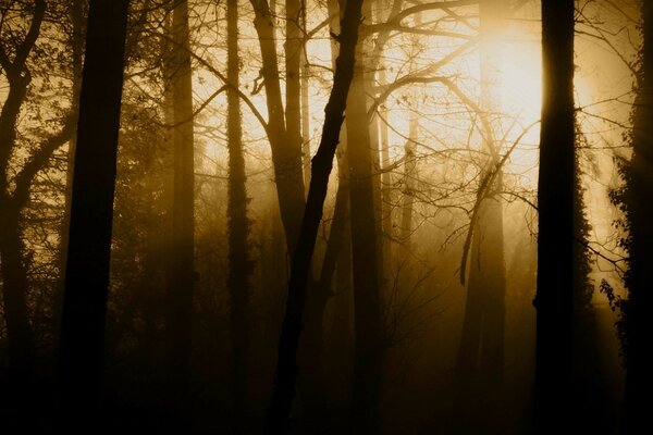 Amanecer en un bosque denso con niebla