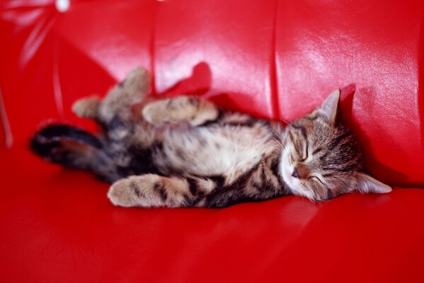 Gestreifte Katze schläft auf der Couch