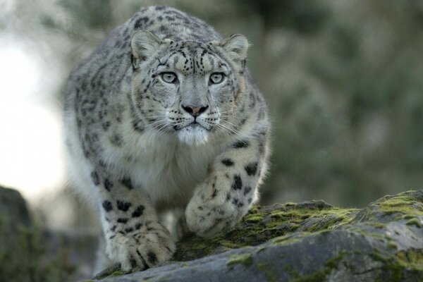 El leopardo caza en la naturaleza