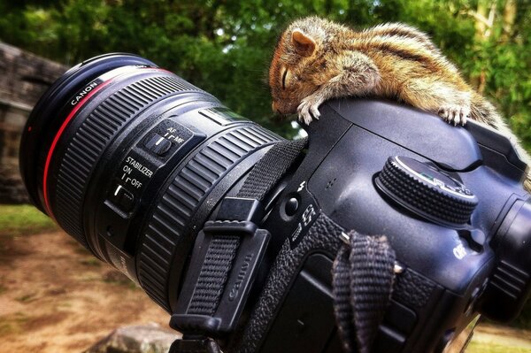 Lo stesso regista Chipmunk e la macchina fotografica