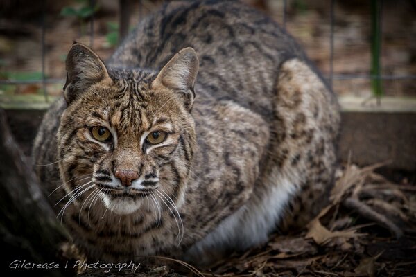 Ein Luchs, der seine Beute aufspürt