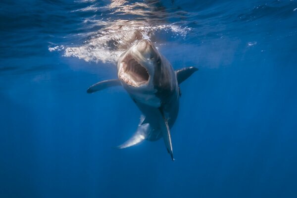 Squalo in mare. Predatore. Denti