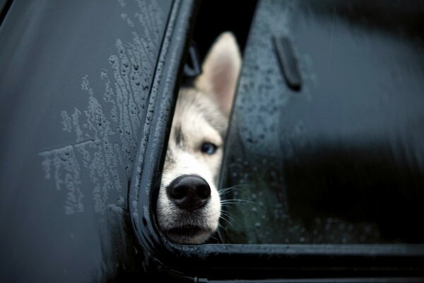 Le chien a sorti son nez par la fenêtre de la voiture