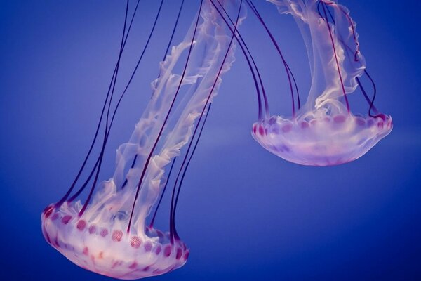 Beautiful jellyfish on a blue background