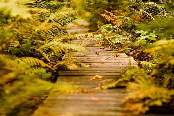 A wooden path between ferns