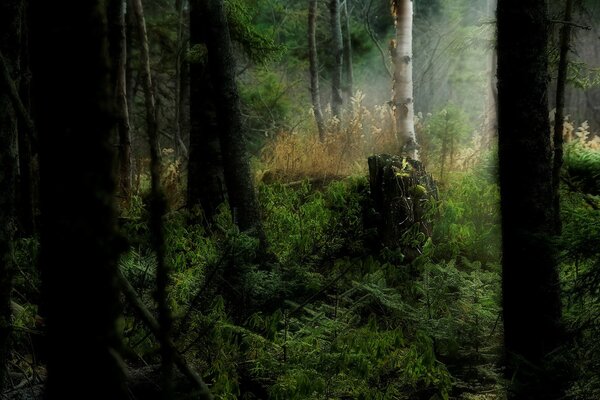 La bellezza delle steppe della foresta. Estetica