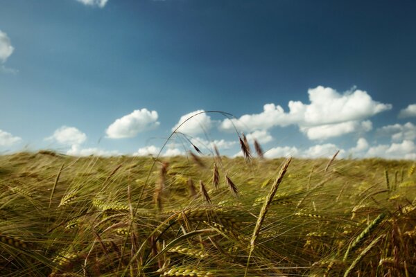 Un campo de espigas de trigo bajo un cielo azul con nubes