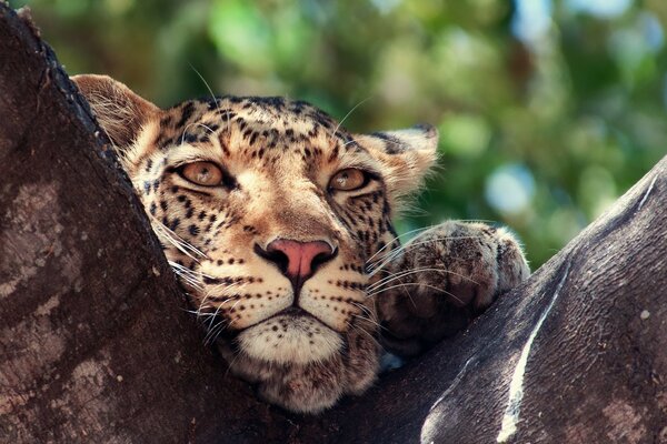 Leopard resting on a tree