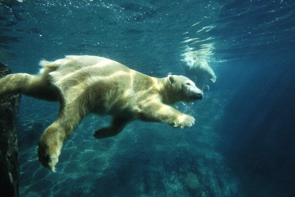 Oso polar nadando el Suelo con agua