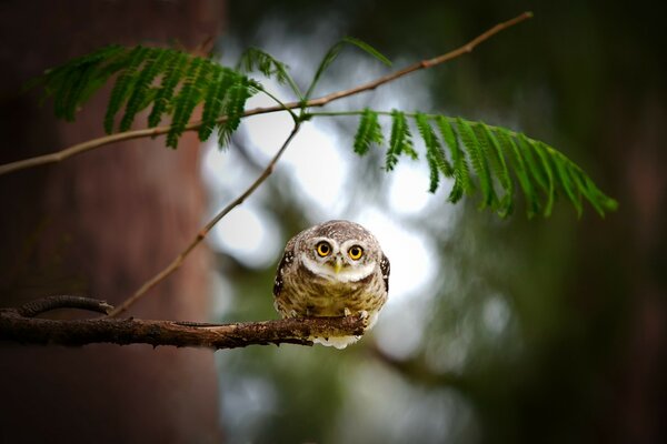 Un hibou est assis sur la chienne et regarde son butin