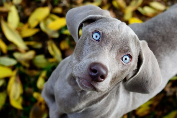 The gray dog looks up curiously