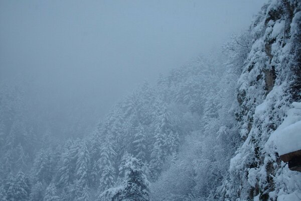 A snow-covered forest in a harsh winter