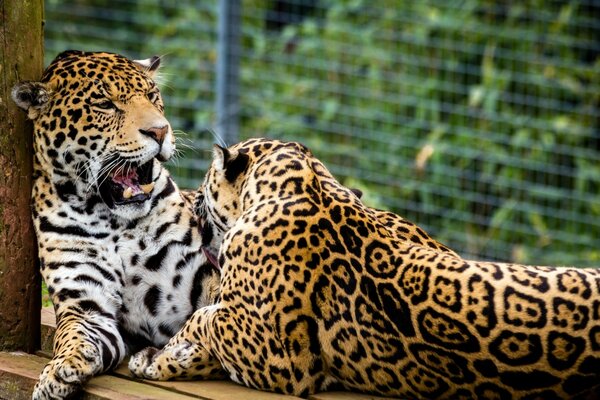 Jaguar fiberboard basking in the sun