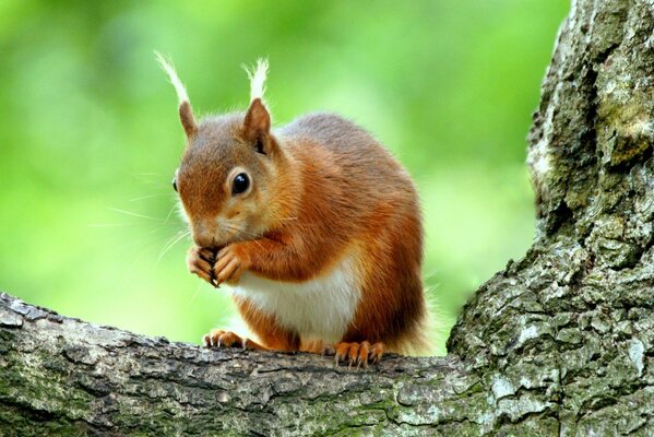 A red squirrel on a tree. Green background