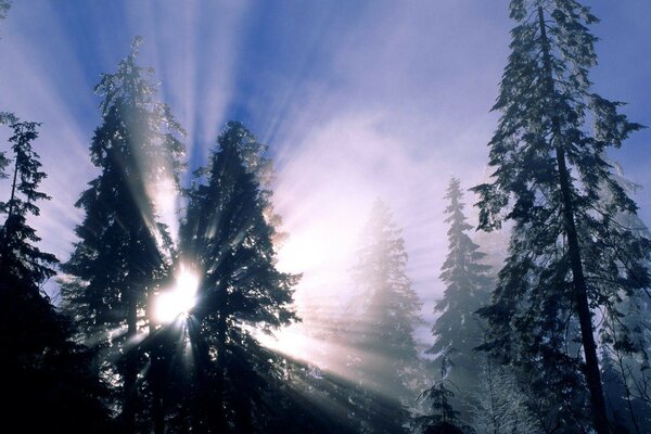 Die Sonnenstrahlen brechen durch die Winterfichten