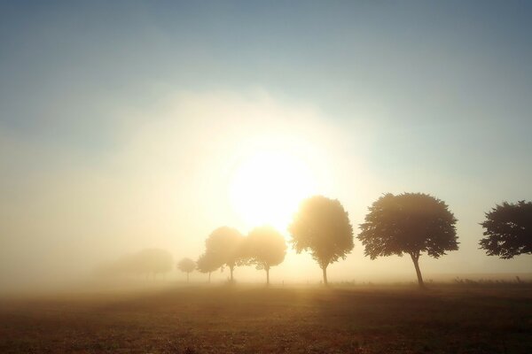 Arbres enveloppés par une aube brumeuse